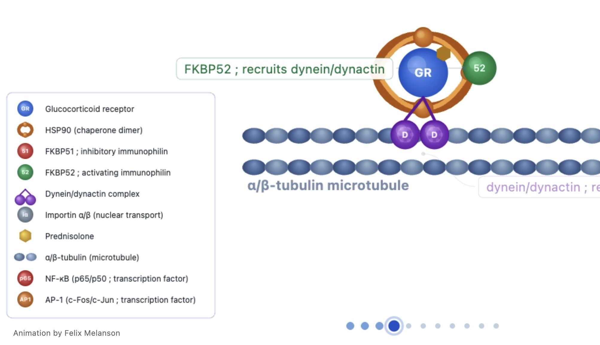GR Signaling Animation
